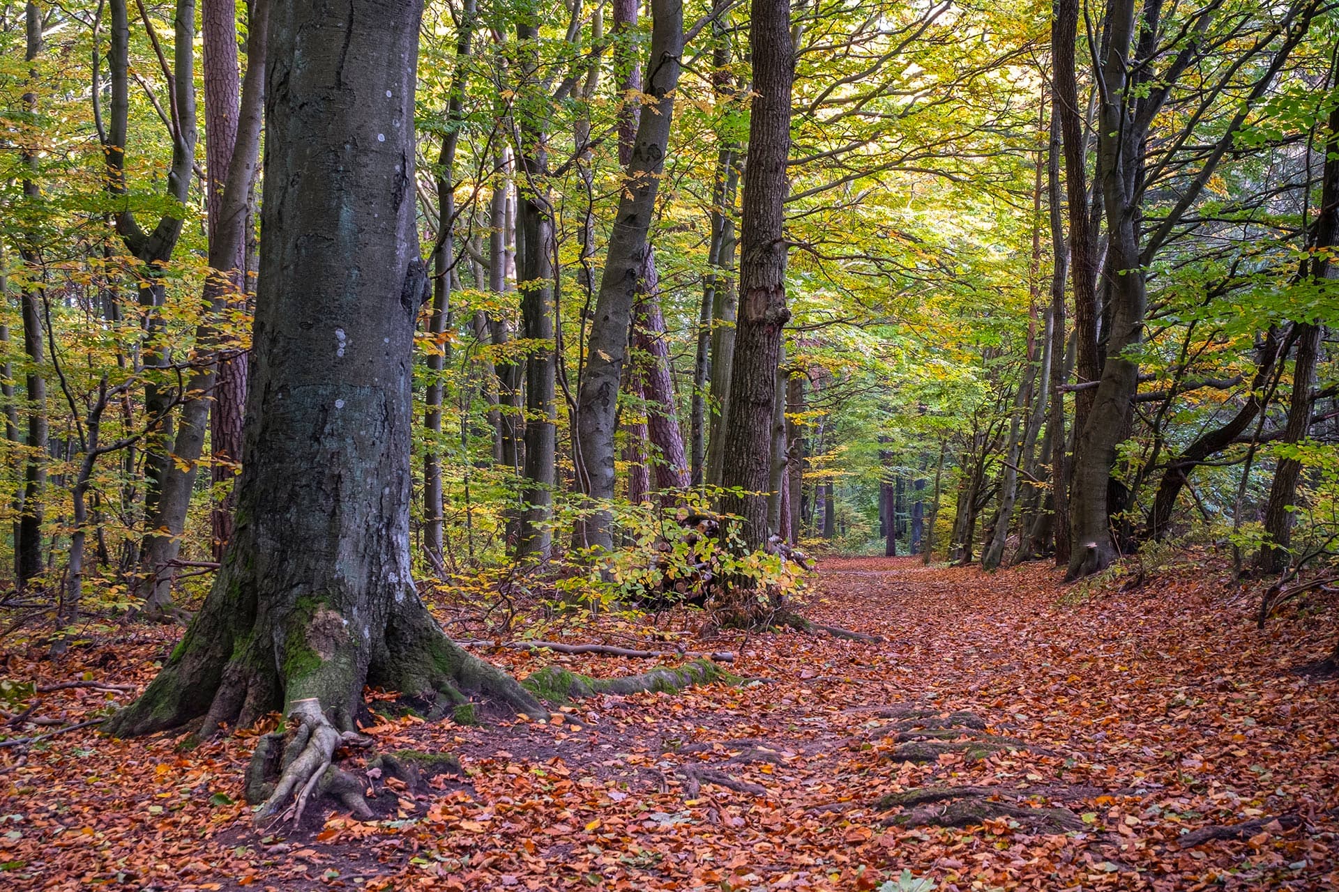 Trójmiejski Park Krajobrazowy